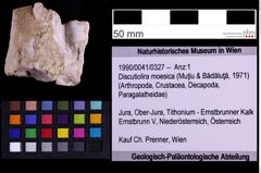 Foto (Objekt + Etiketten) von Discutiolira moesica (Muţiu & Bădăluţă, 1971) (NHMW-GEO-1990-0041-0327)